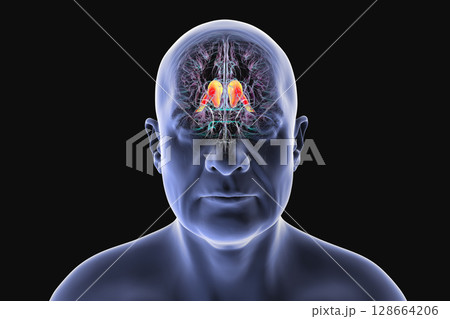 Human brain with highlighted caudate nucleus, 3D illustration. A deep gray matter structure involved in motor control, learning, memory, and reward-related behavior. 128664206
