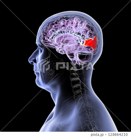 Human brain with highlighted cuneus gyrus, 3D illustration. A visual processing area in the occipital lobe involved in attention, vision, and spatial orientation. Human brain with highlighted cuneus gyrus, 3D illustration. A visual processing area in the occipital lobe involved in attention, vision, and spatial orientation. 128664210