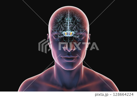 Human brain with highlighted substantia nigra in the midbrain, a key structure involved in movement regulation and affected in Parkinson's disease, 3D illustration. 128664224