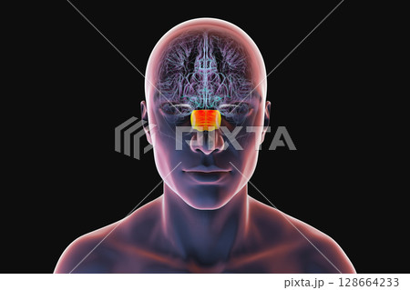Human brain with the pons highlighted in orange, responsible for regulating breathing, sleep, and communication between brain regions, 3D illustration. 128664233