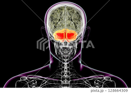 Human brain with highlighted cerebellum, 3D illustration. Cerebellum is responsible for coordination, balance, and fine motor control. Damaged in ataxia and neurodegenerative disorders Human brain with highlighted cerebellum, 3D illustration. Cerebellum is responsible for coordination, balance, and fine motor control. Damaged in ataxia and neurodegenerative disorders 128664309