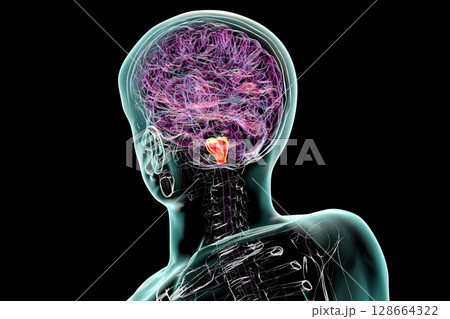Medulla oblongata highlighted in human brain, 3D illustration. Controls breathing, heartbeat, and other vital autonomic functions 128664322
