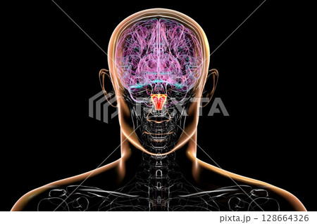 Medulla oblongata highlighted in human brain, 3D illustration. Controls breathing, heartbeat, and other vital autonomic functions Medulla oblongata highlighted in human brain, 3D illustration. Controls breathing, heartbeat, and other vital autonomic functions 128664326