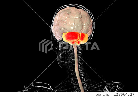 Human brain with highlighted cerebellum, 3D illustration. Cerebellum is responsible for coordination, balance, and fine motor control. Damaged in ataxia and neurodegenerative disorders 128664327