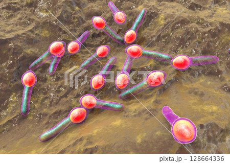 Clostridium botulinum, 3D illustration. Bacterium producing botulinum toxin, leading to botulism with flaccid paralysis and respiratory failure. Clostridium botulinum, 3D illustration. Bacterium producing botulinum toxin, leading to botulism with flaccid paralysis and respiratory failure. 128664336