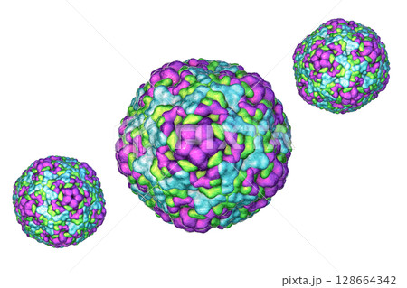 Enteroviruses, 3D illustration showing spherical, non-enveloped RNA viruses responsible for diseases like meningitis, myocarditis, hand-foot-mouth disease. 128664342