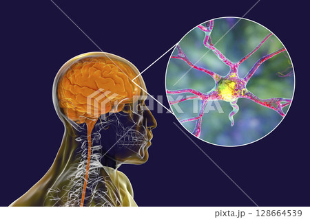 Human brain with closeup view of brain cells, neurons 128664539