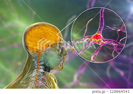 Human brain with closeup view of brain cells, neurons 128664541