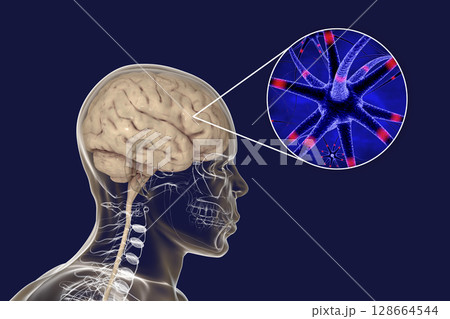Human brain with closeup view of brain cells, neurons 128664544
