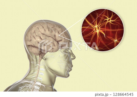 Human brain with closeup view of brain cells, neurons 128664545