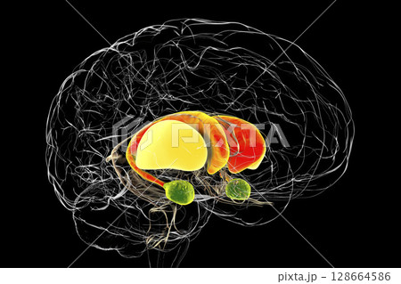 Brain dorsal striatum anatomy, 3D illustration Brain dorsal striatum anatomy, 3D illustration 128664586