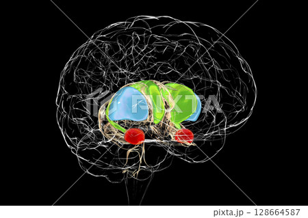 Brain dorsal striatum anatomy, 3D illustration Brain dorsal striatum anatomy, 3D illustration 128664587