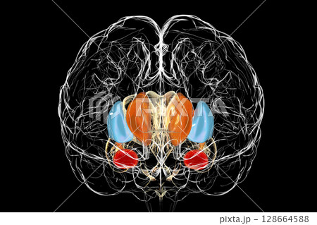 Brain dorsal striatum anatomy, 3D illustration Brain dorsal striatum anatomy, 3D illustration 128664588