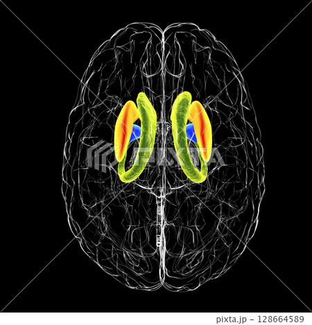Brain dorsal striatum anatomy, 3D illustration Brain dorsal striatum anatomy, 3D illustration 128664589