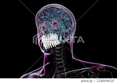 Human body anatomy with highlighted teeth, 3D illustration 128664618
