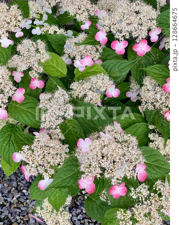 白い両性花とピンクの装飾花が青葉に映える満開の紫陽花〈形原温泉あじさいの里/愛知県蒲郡市〉 白い両性花とピンクの装飾花が青葉に映える満開の紫陽花〈形原温泉あじさいの里/愛知県蒲郡市〉 128664675