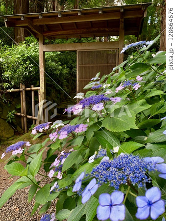 格子戸の脇に咲く満開の紫陽花〈瑞雲山本光寺/愛知県幸田町〉 格子戸の脇に咲く満開の紫陽花〈瑞雲山本光寺/愛知県幸田町〉 128664676