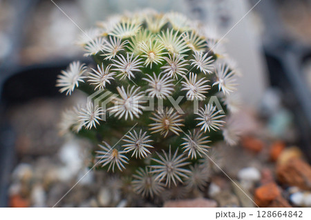 many different beautiful decorative cacti grow in the greenhouse 128664842