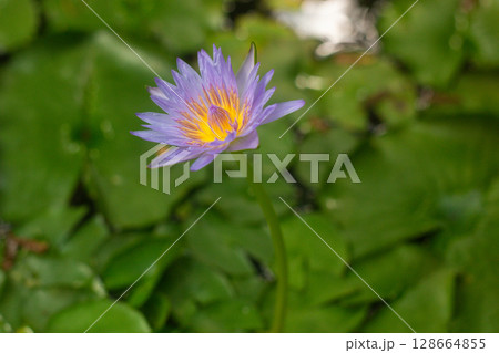 close-up of beautiful Blue lotus flowers in the garden close-up of beautiful Blue lotus flowers in the garden 128664855