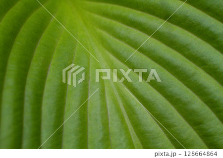 close-up of the texture of a large leaf of a Hosta plant close-up of the texture of a large leaf of a Hosta plant 128664864