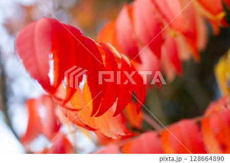 close up of beautiful red leaves of Rhus typhina tree 128664890