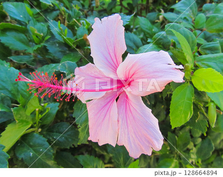 close-up of a beautiful flowerChinese rose hibiscus in the garden 128664894