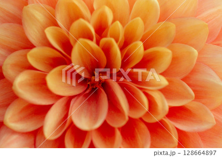 close up of a beautiful Dahlias flower in the garden close up of a beautiful Dahlias flower in the garden 128664897