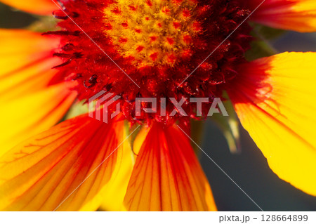close up of a beautiful Hailardia flower in the garden close up of a beautiful Hailardia flower in the garden 128664899