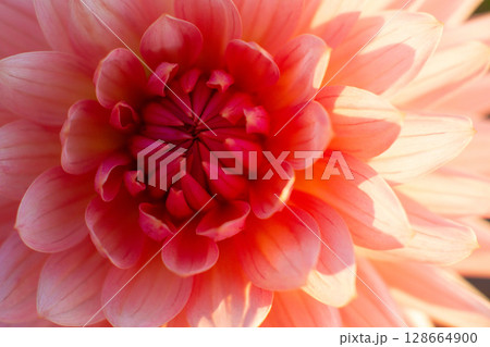 close up of a beautiful Dahlias flower in the garden close up of a beautiful Dahlias flower in the garden 128664900
