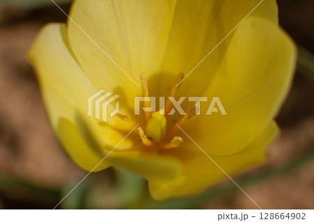 beautiful colorful tulip flowers are growing in the garden 128664902