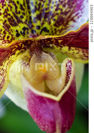 close-up of a beautiful Paphiopedilum callosum flower in the garden 128664903