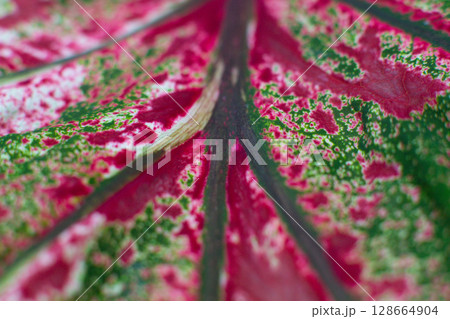 close-up texture of a leaf of the Caladium Pink Beauty plant 128664904