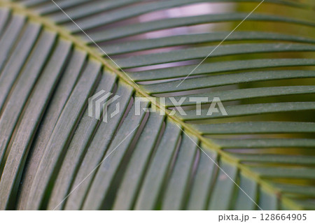 close up straight lines texture of green palm leaves 128664905