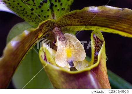 close-up of a beautiful Paphiopedilum callosum flower in the garden 128664906