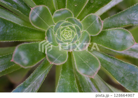 close-up Succulent flower in a pot in a greenhouse 128664907
