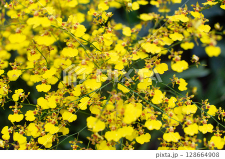 close up of beautiful flowers of Oncidium Varicosum in the garden close up of beautiful flowers of Oncidium Varicosum in the garden 128664908