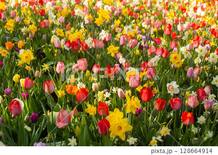 beautiful colorful tulip flowers are growing in the garden beautiful colorful tulip flowers are growing in the garden 128664914