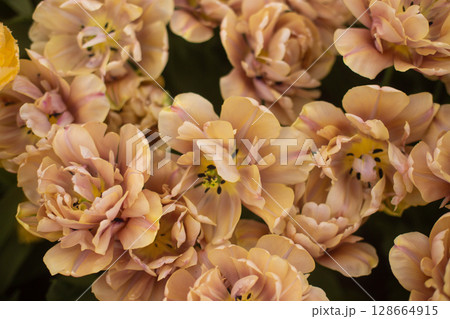 beautiful colorful tulip flowers are growing in the garden beautiful colorful tulip flowers are growing in the garden 128664915