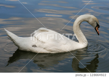 beautiful white swans swim on the lake in summer 128664922