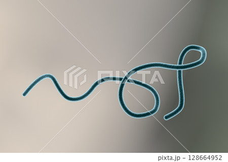 Borrelia bacteria illustration Borrelia bacteria illustration 128664952