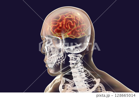 Human brain highlighted inside body, 3D illustration 128665014