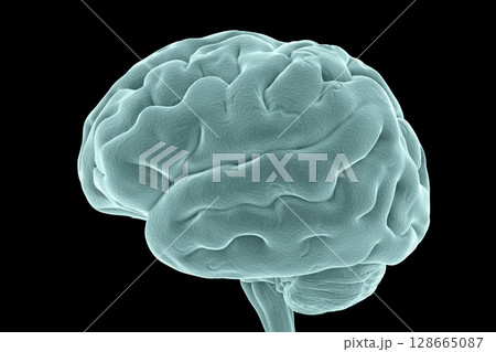 Human brain isolated on black background Human brain isolated on black background 128665087