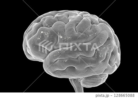 Human brain isolated on black background 128665088