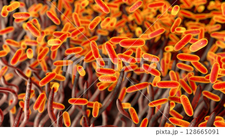 Whooping cough bacteria Bordetella pertussis in human airways 128665091