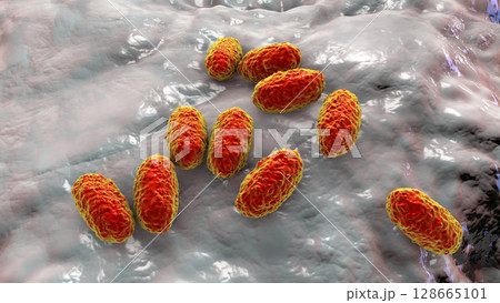 Whooping cough bacteria Bordetella pertussis, 3D illustration Whooping cough bacteria Bordetella pertussis, 3D illustration 128665101
