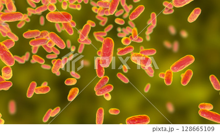 Bacteria Bordetella parapertussis, the causative agent of whooping cough-like disease Bacteria Bordetella parapertussis, the causative agent of whooping cough-like disease 128665109