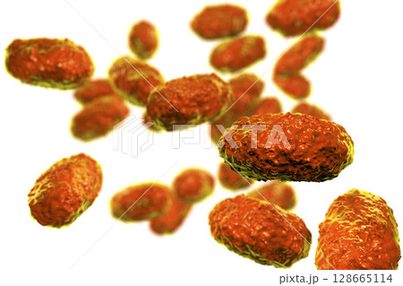 Bacteria Bordetella pertussis 128665114