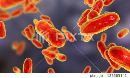 Bacteria Bordetella pertussis, the causative agent of whooping cough 128665141