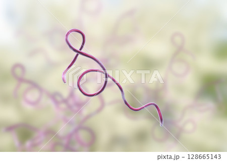 Lyme disease bacteria 128665143