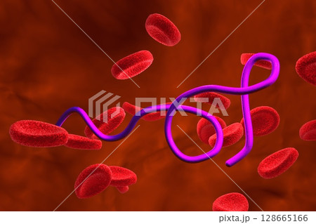 Borrelia bacteria illustration 128665166